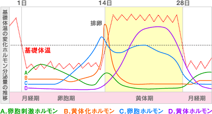 基礎体温の変化ホルモン分泌量の推移