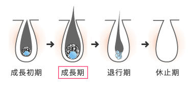 毛周期イラスト