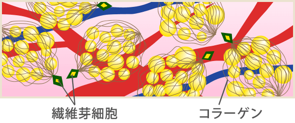 あなたにぴったりのコースはナーヴ目指せ！合計-8cm美脚体験コース